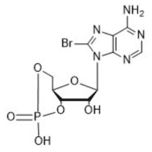 8-BROMO-ADENOSINE-3ʼ,5ʼ-CYCLIC PHOSPHATE